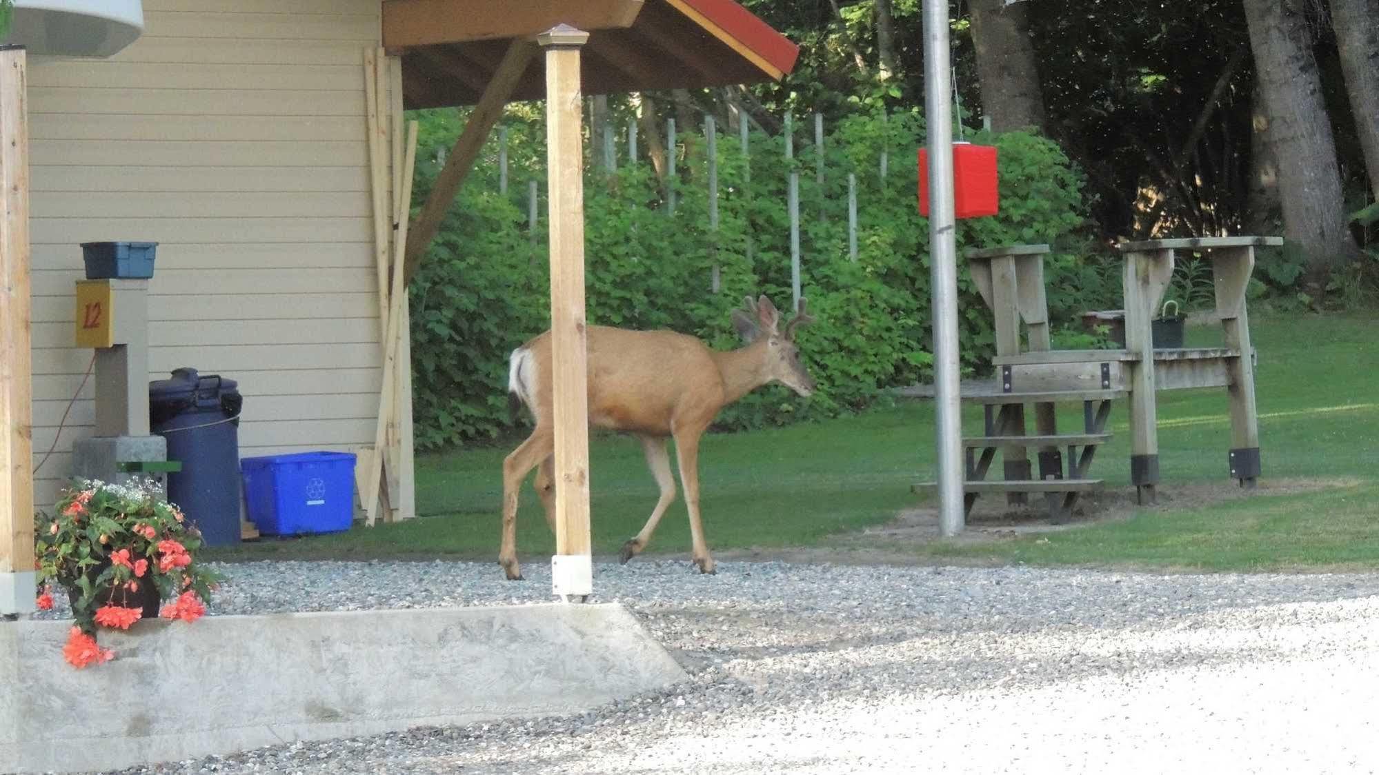 Viewpoint Rv & Cottages Salmon Arm Exterior foto